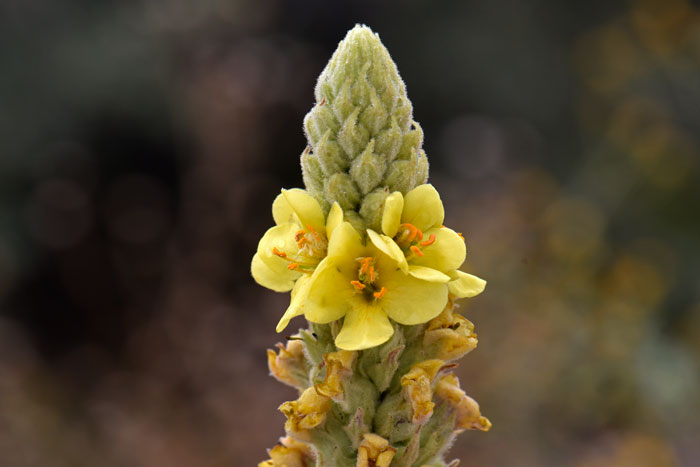 Common Mullein has yellow flowers on a spike-like stalk, tapered top to bottom. Fruits are hairy capsules that remain on the plant through the winter. Verbascum thapsus 